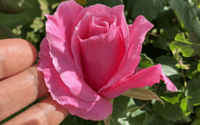 How focus is helping me feel alive again