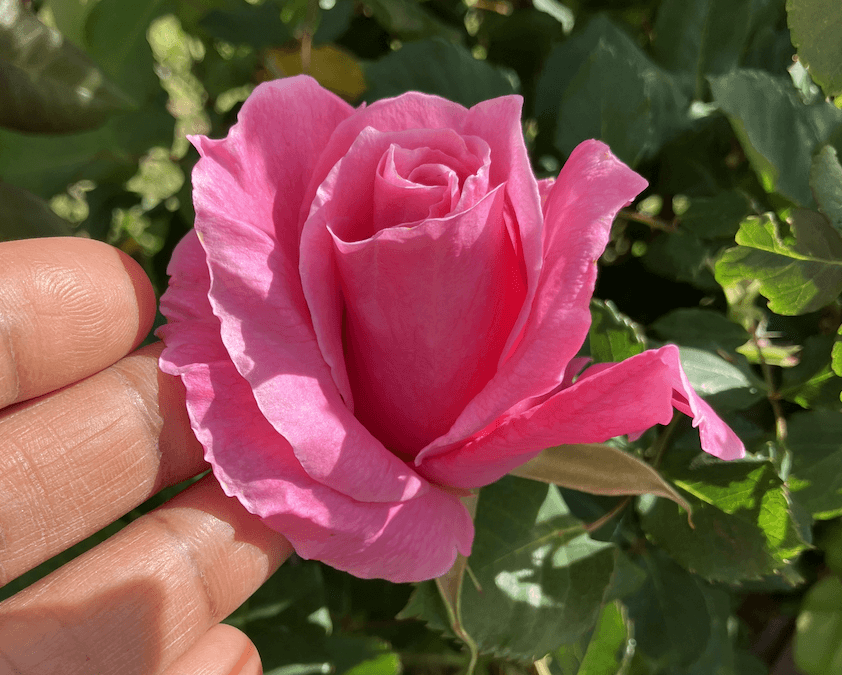 How focus is helping me feel alive again