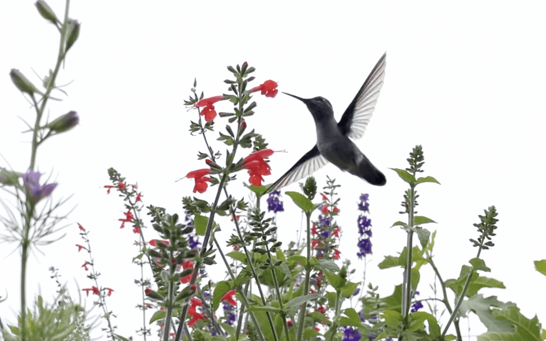 Pause. Find Peace of Mind (Spring Garden 2026)