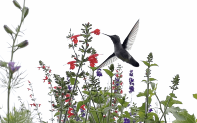 Pause. Find Peace of Mind (Spring Garden 2026)